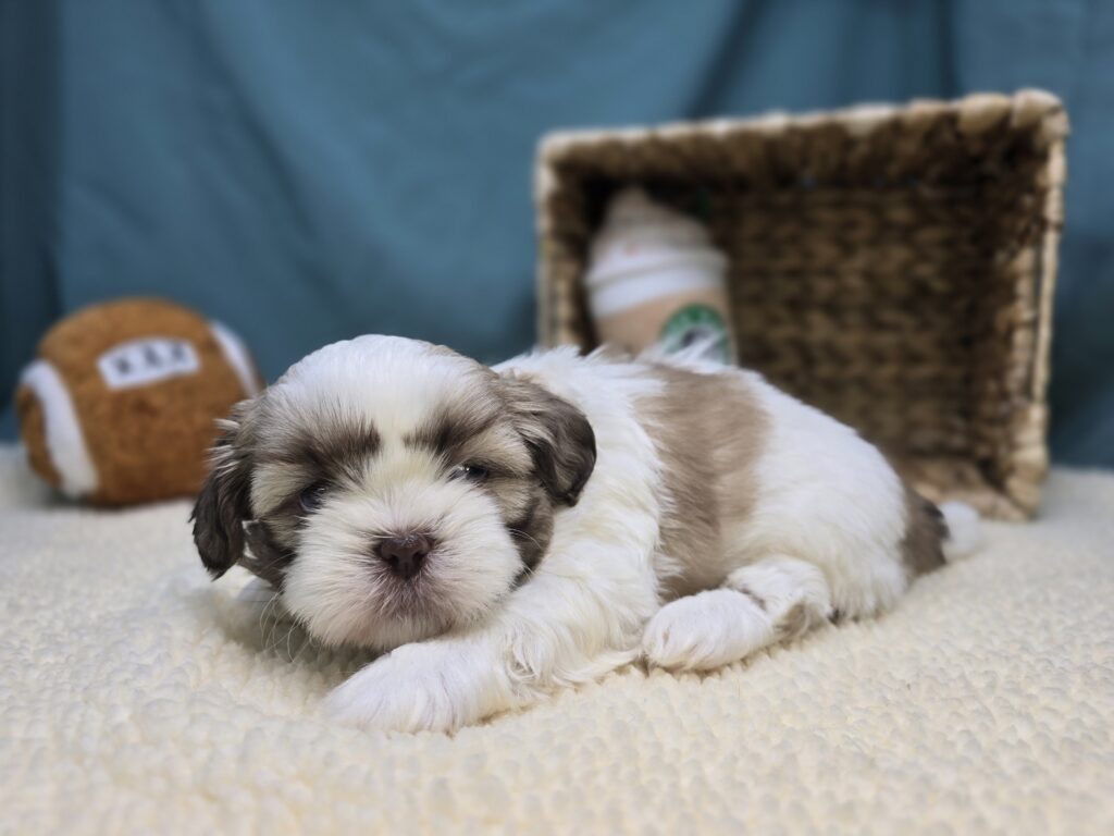 Snickers - Shih Tzu - Image 5