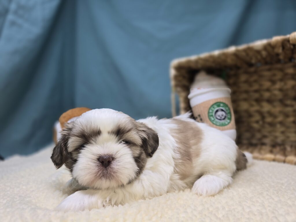 Snickers - Shih Tzu - Image 4