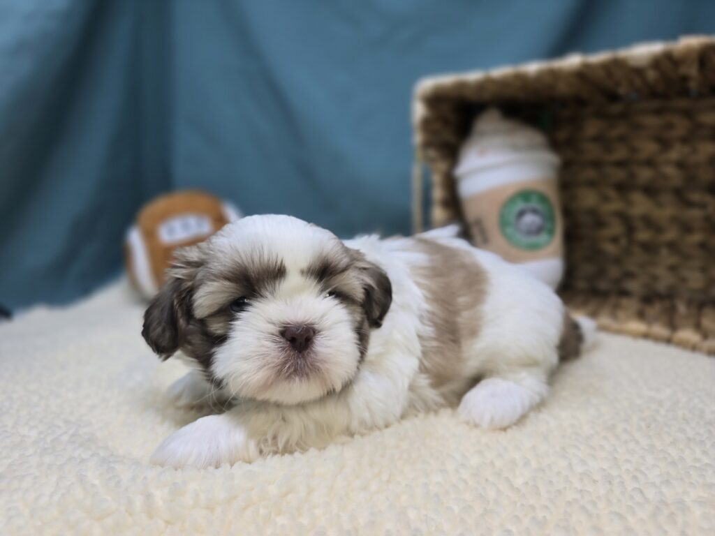 [#251065-02]  - White / Brown M Shih Tzu Puppies For Sale