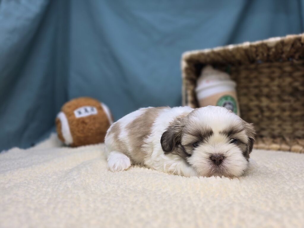 Snickers - Shih Tzu - Image 2