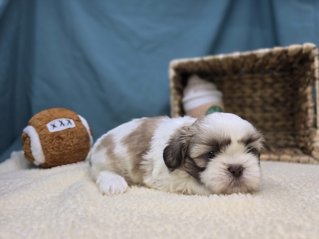 Snickers - Shih Tzu - Image 3
