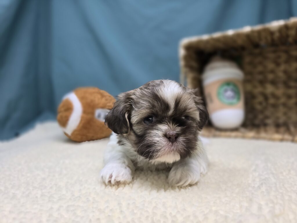 Taffy - Shih Tzu - Image 6