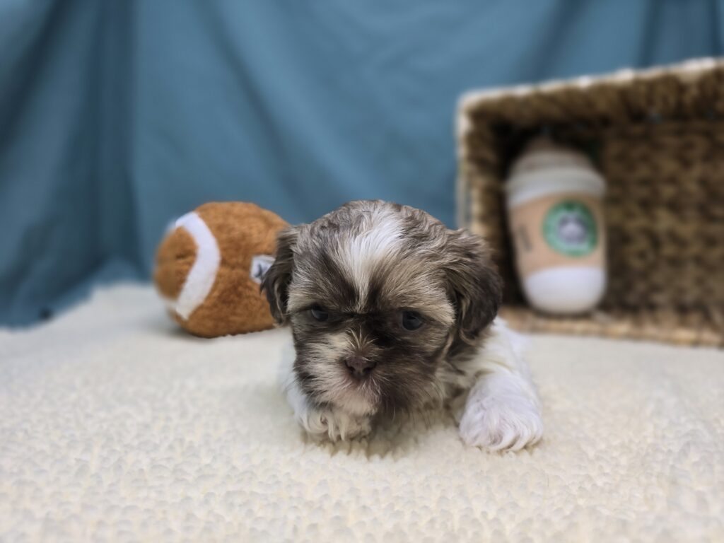 Taffy - Shih Tzu - Image 5