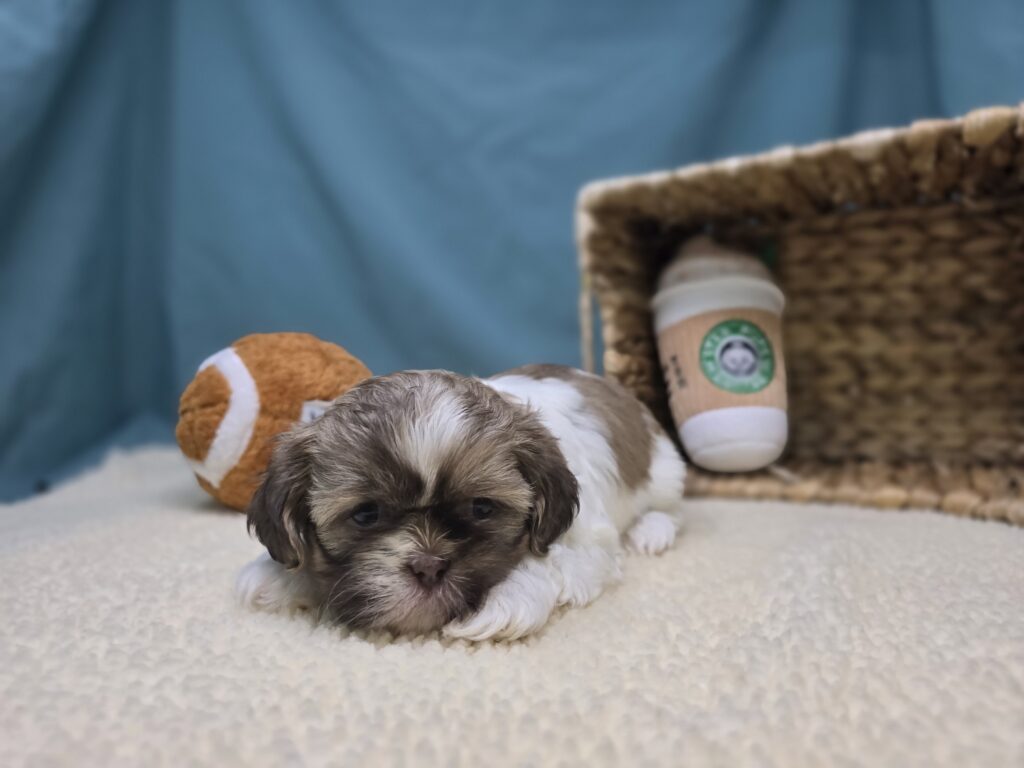 Taffy - Shih Tzu - Image 4