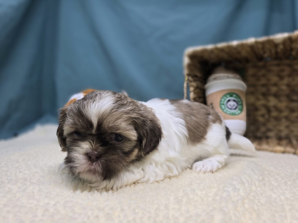 Taffy - Shih Tzu - Image 3