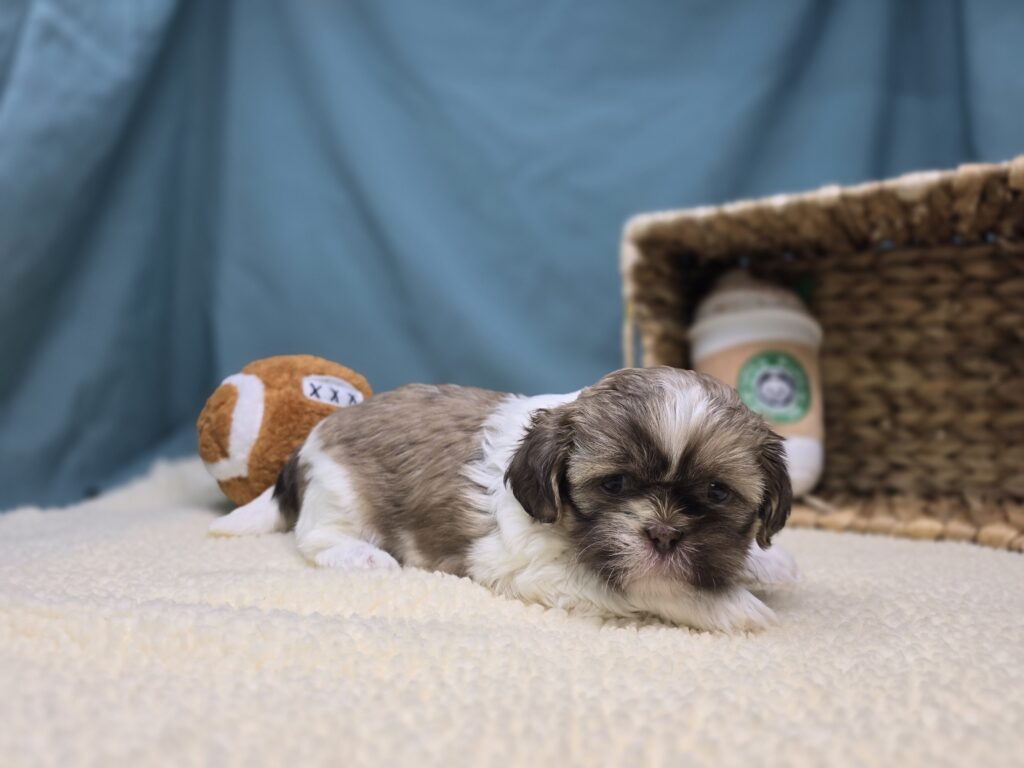 Taffy - Shih Tzu - Image 2