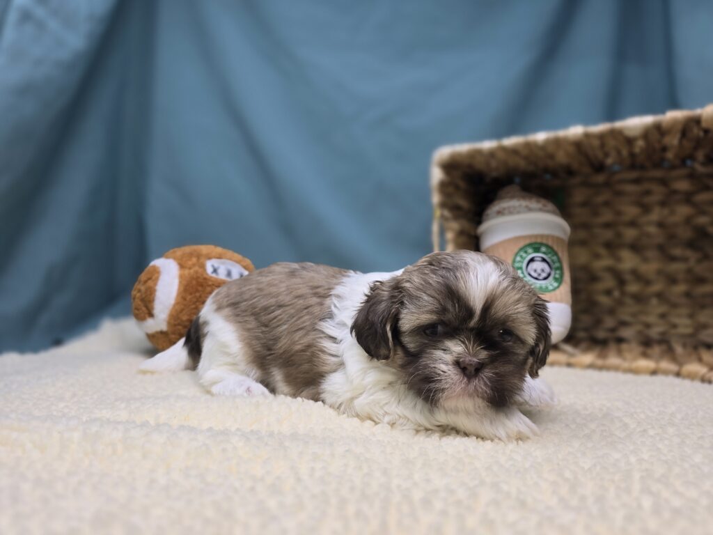 [#251065-04]  - White / Brown F Shih Tzu Puppies For Sale