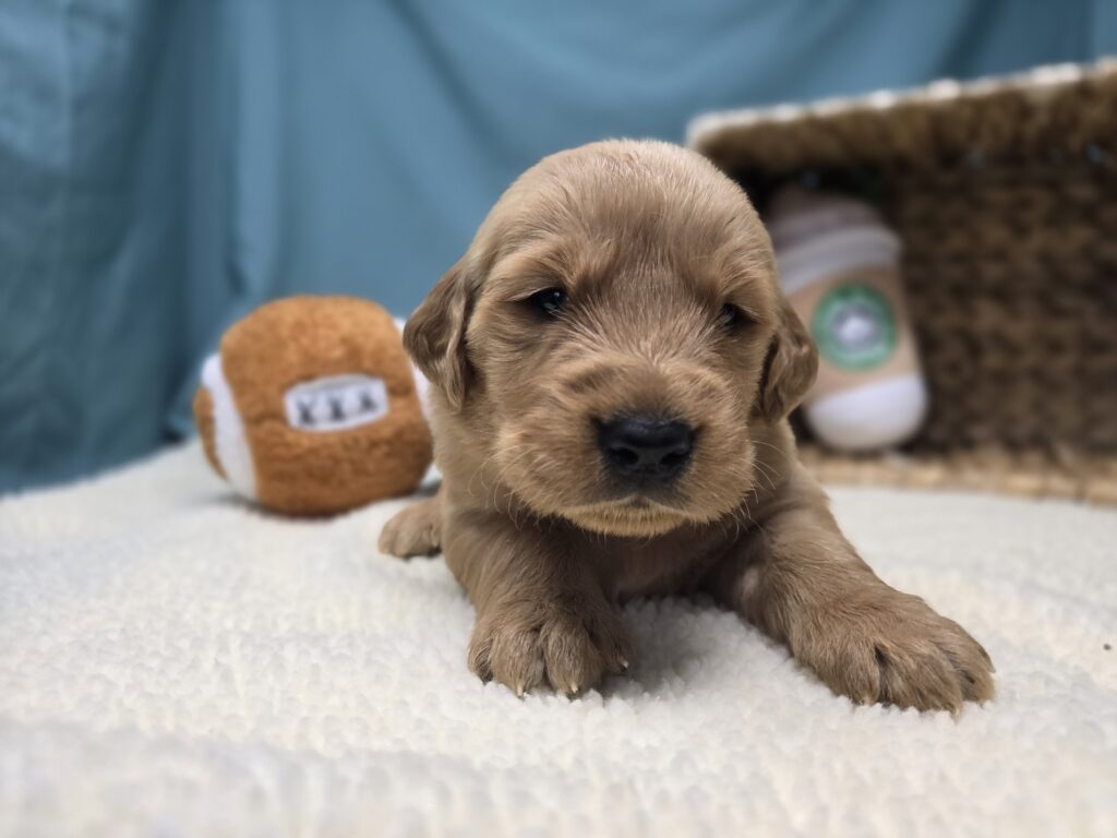 Eli - Golden Retriever - Image 3