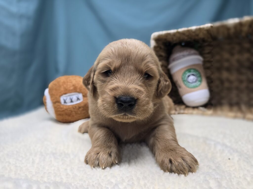 Eli - Golden Retriever - Image 2