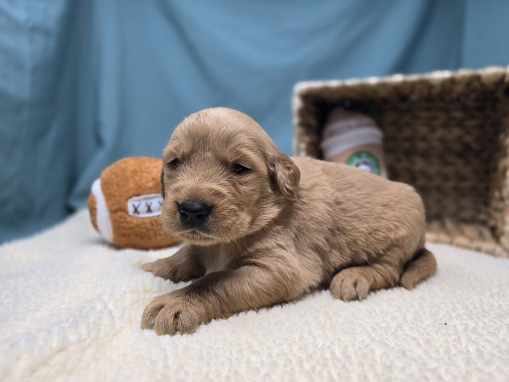 Eli - Golden Retriever - Image 4