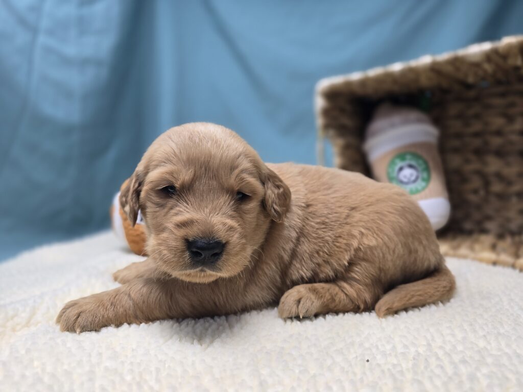 Eli - Golden Retriever - Image 5