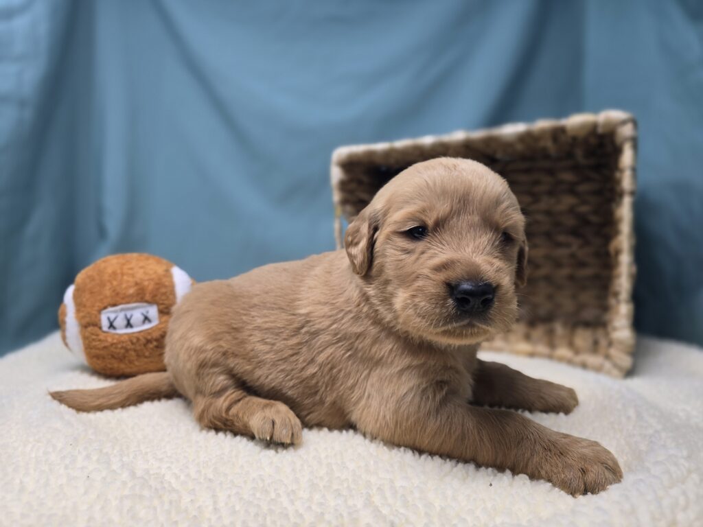 Eli - Golden Retriever - Image 6