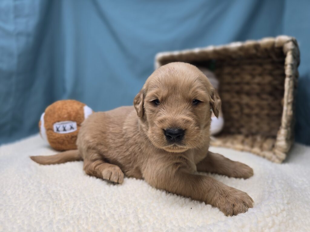 [#251076-01]  - Golden M Golden Retriever Puppies For Sale