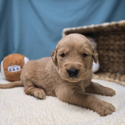 Golden Retriever - 1207 - Eli