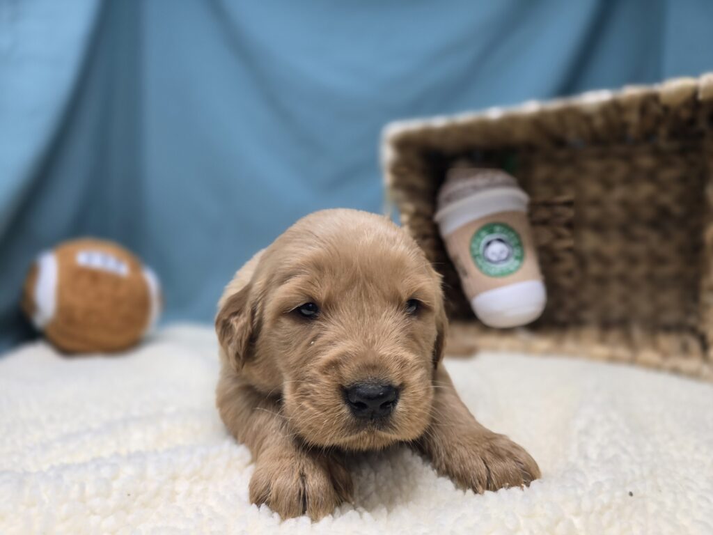 Milo - Golden Retriever - Image 5