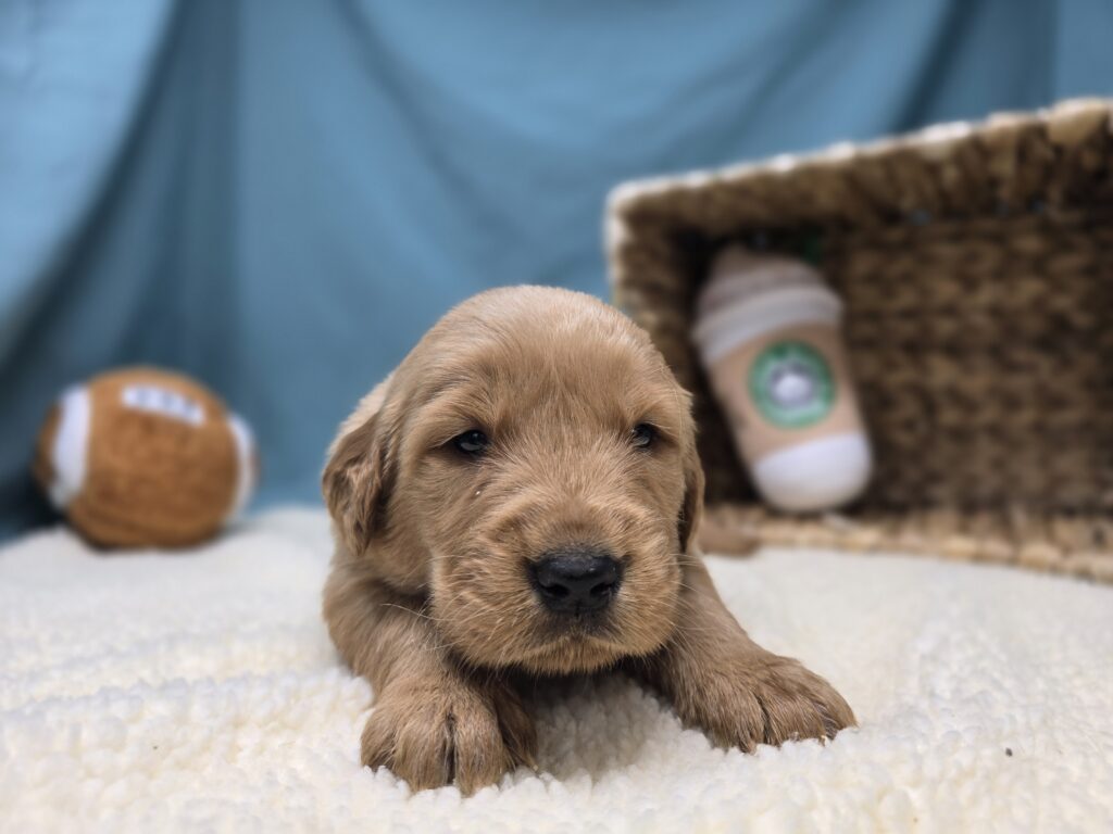 Milo - Golden Retriever - Image 6