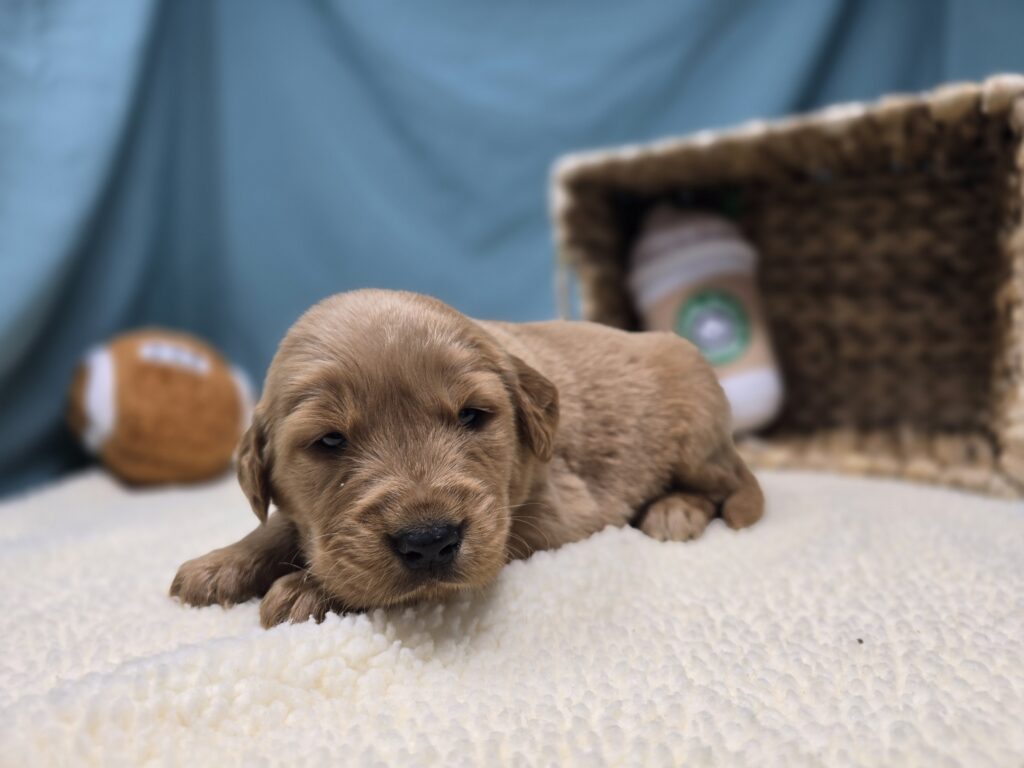Milo - Golden Retriever - Image 4