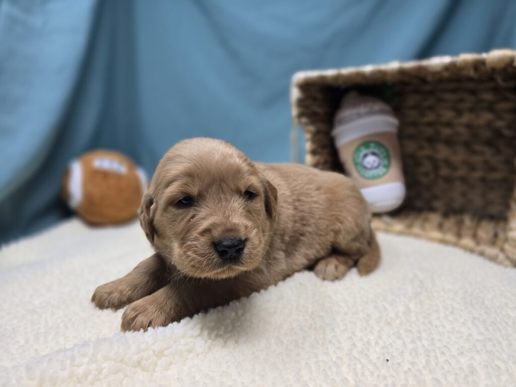 [#251076-02]  - Golden M Golden Retriever Puppies For Sale
