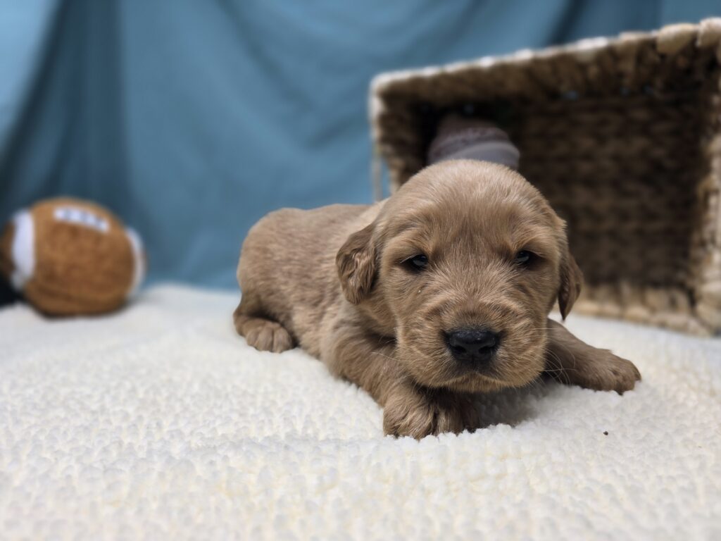 Milo - Golden Retriever - Image 3