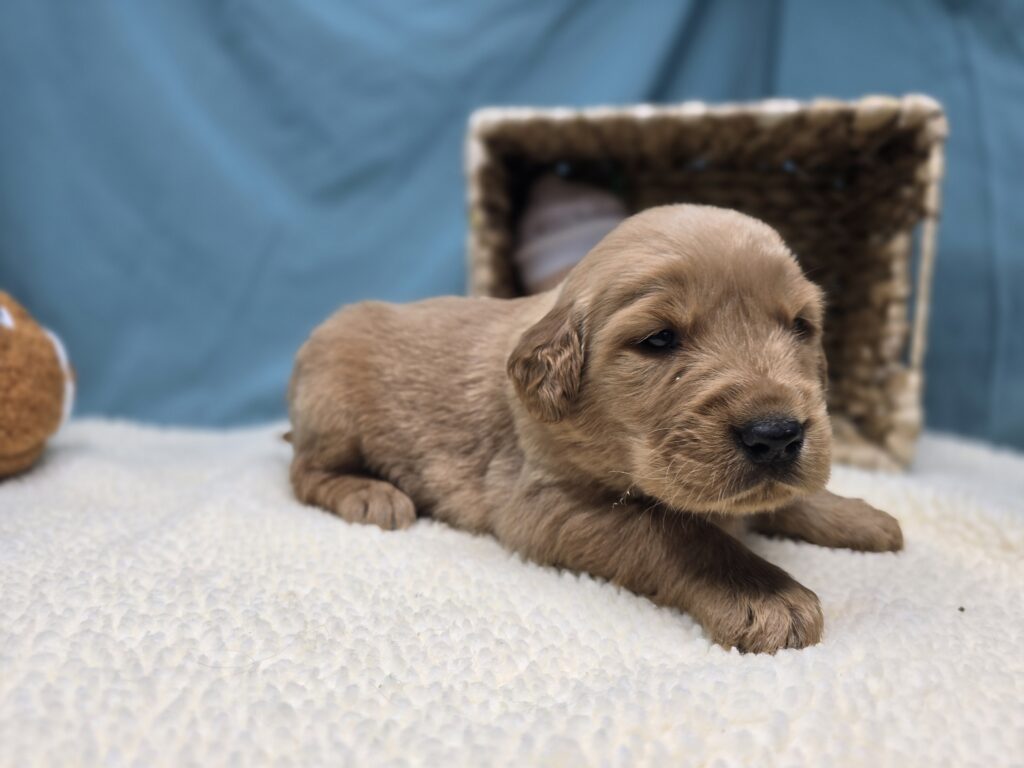 Milo - Golden Retriever - Image 2