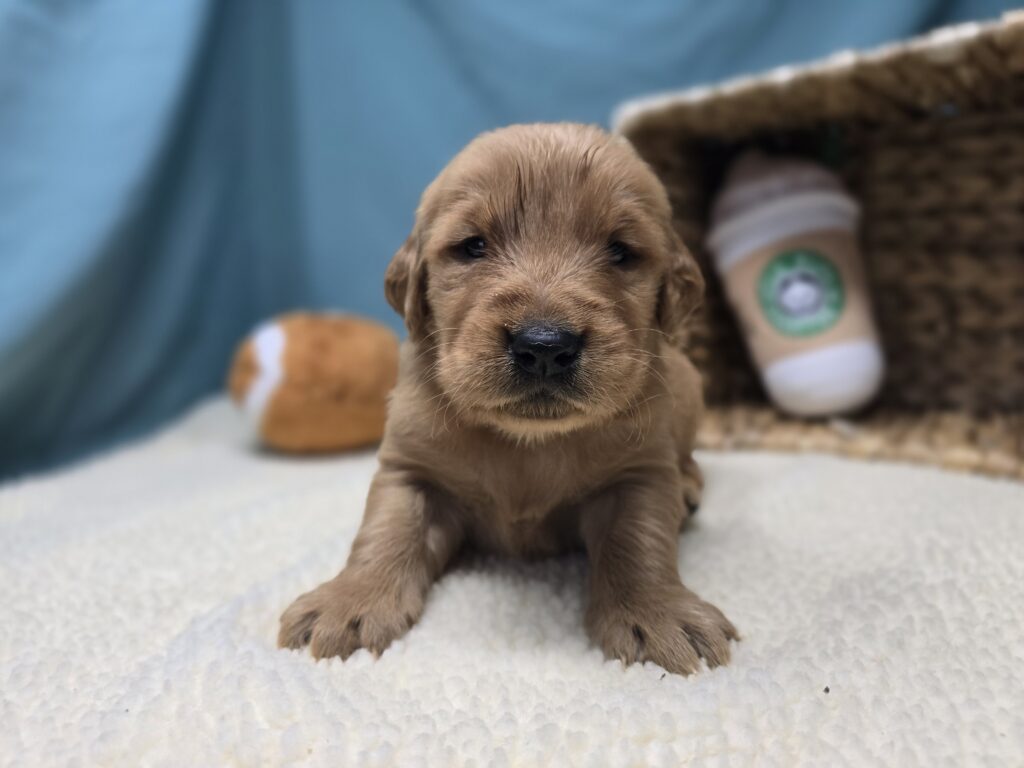 Ember - Golden Retriever - Image 2