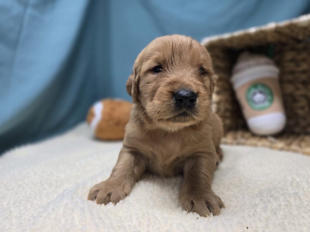 Ember - Golden Retriever - Image 3