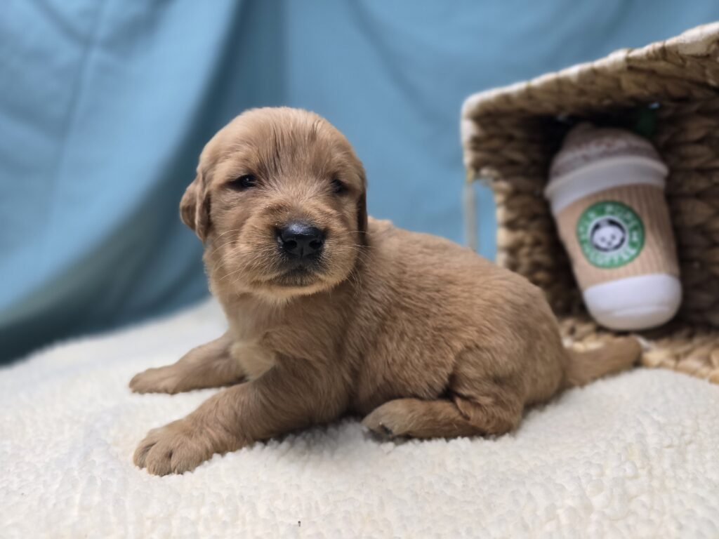 Ember - Golden Retriever - Image 4