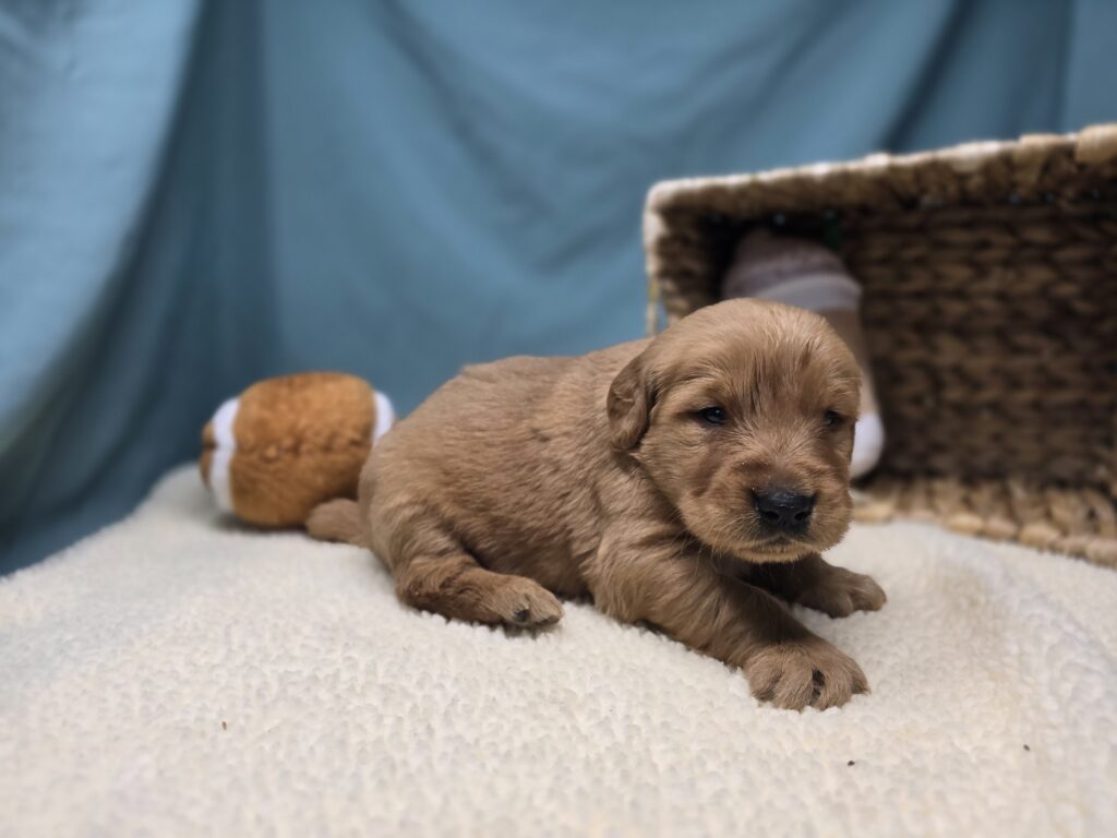 Ember - Golden Retriever - Image 5