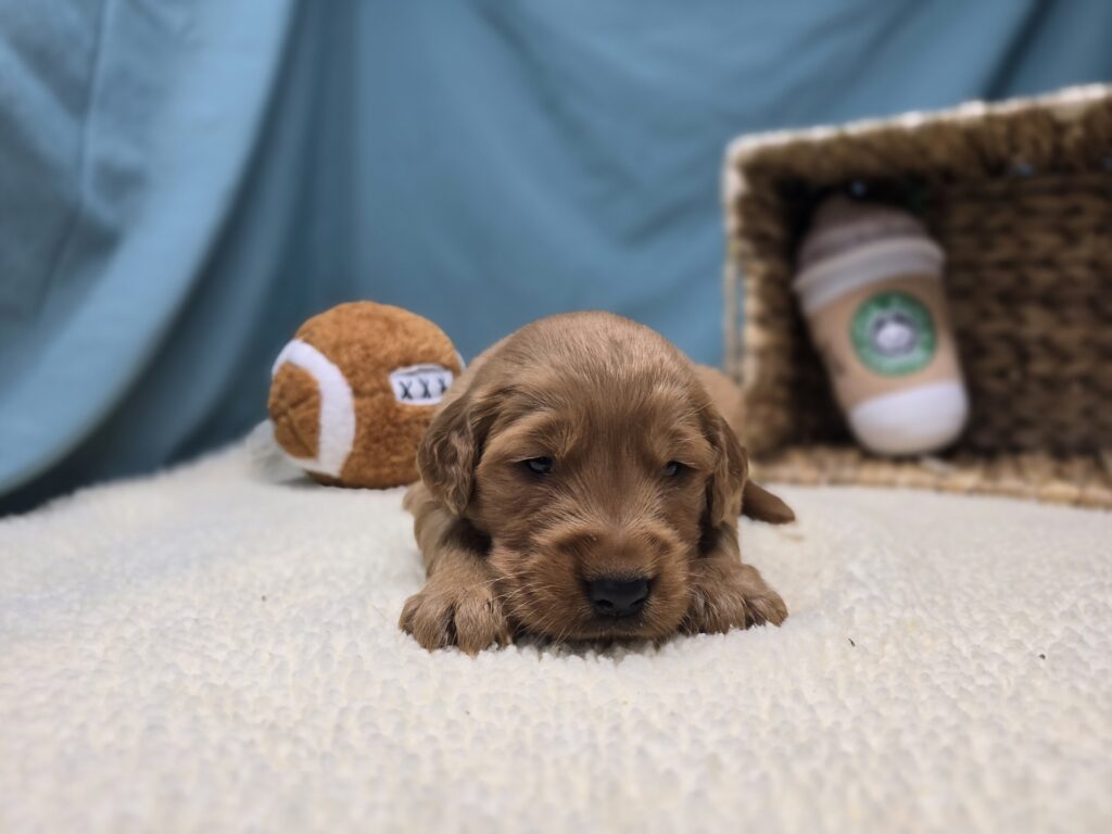 Iris - Golden Retriever - Image 2