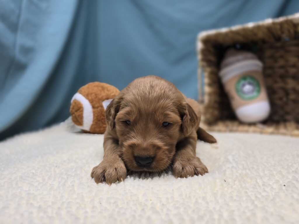 Iris - Golden Retriever - Image 3