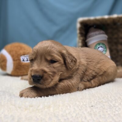 Golden Retriever - 1210 - Iris