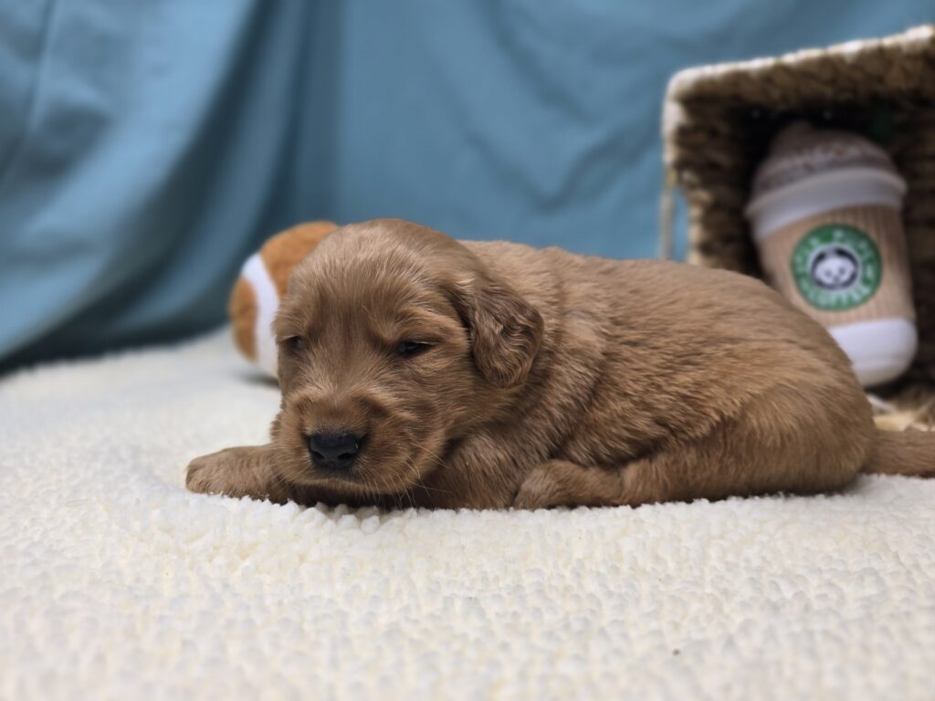 Iris - Golden Retriever - Image 5