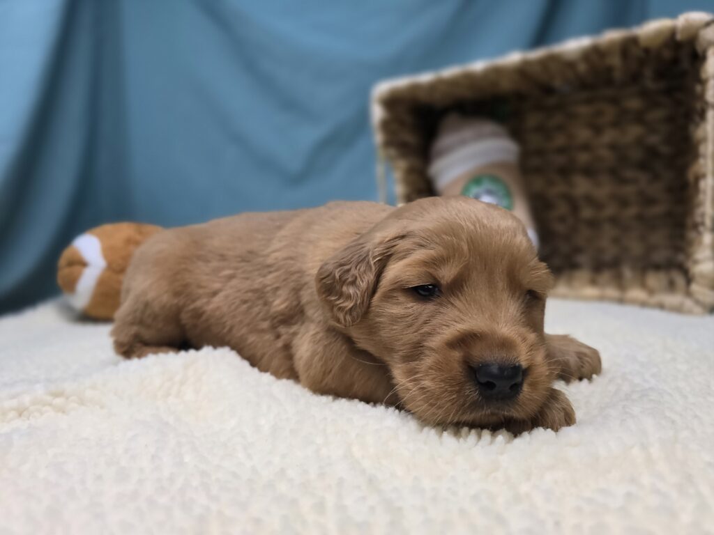 Iris - Golden Retriever - Image 4