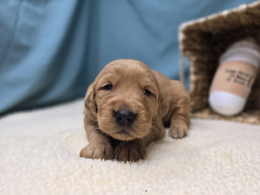 Petal - Golden Retriever - Image 3