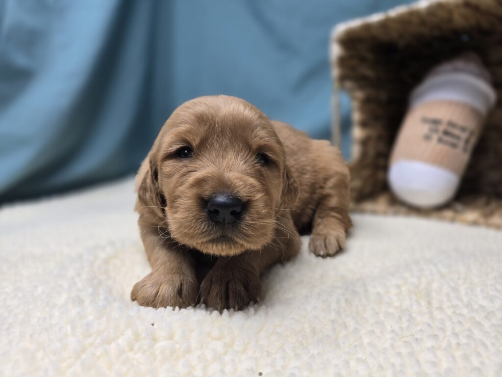 Petal - Golden Retriever - Image 4