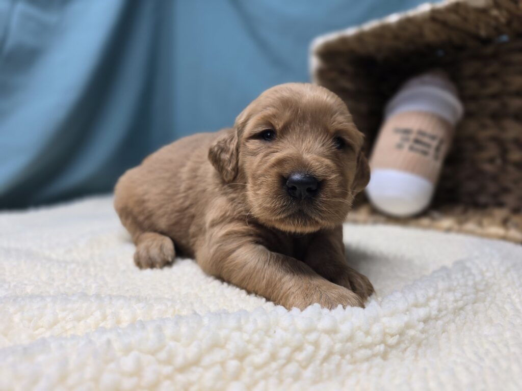 Petal - Golden Retriever - Image 2