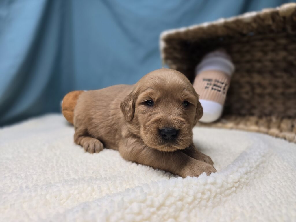 [#251076-05]  - Golden F Golden Retriever Puppies For Sale