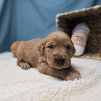 Golden Retriever - 1211 - Petal