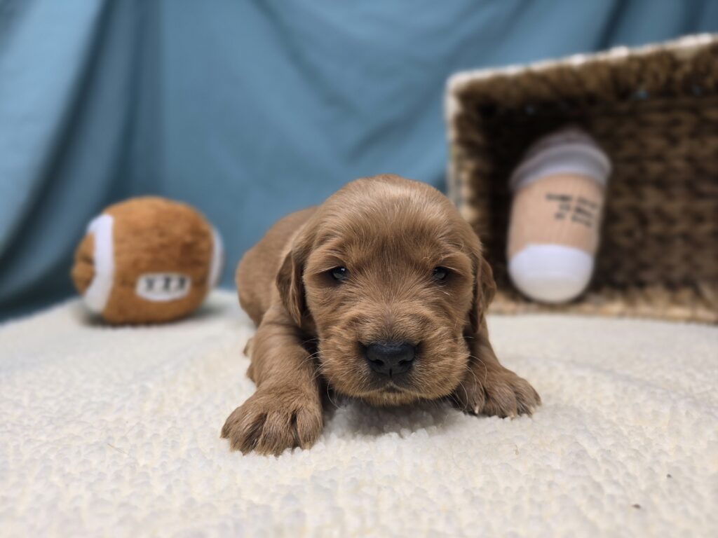 Lyla - Golden Retriever - Image 2