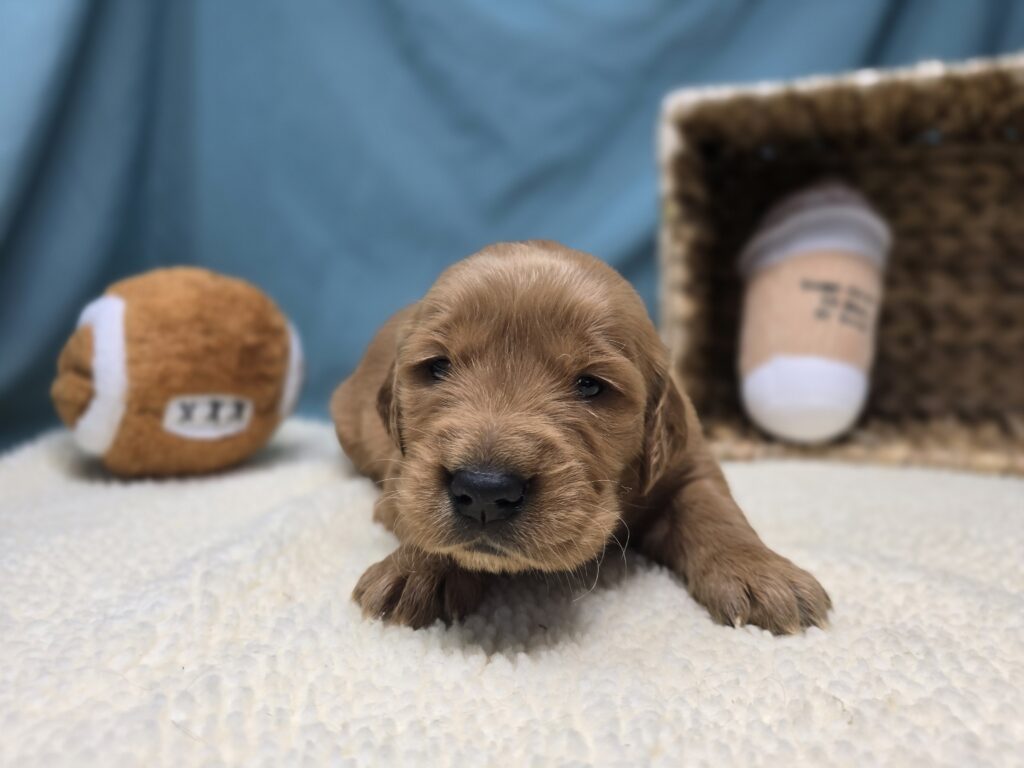 Lyla - Golden Retriever - Image 6