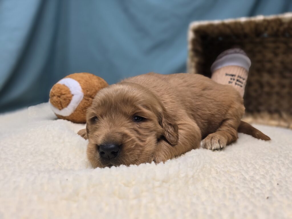 Lyla - Golden Retriever - Image 4