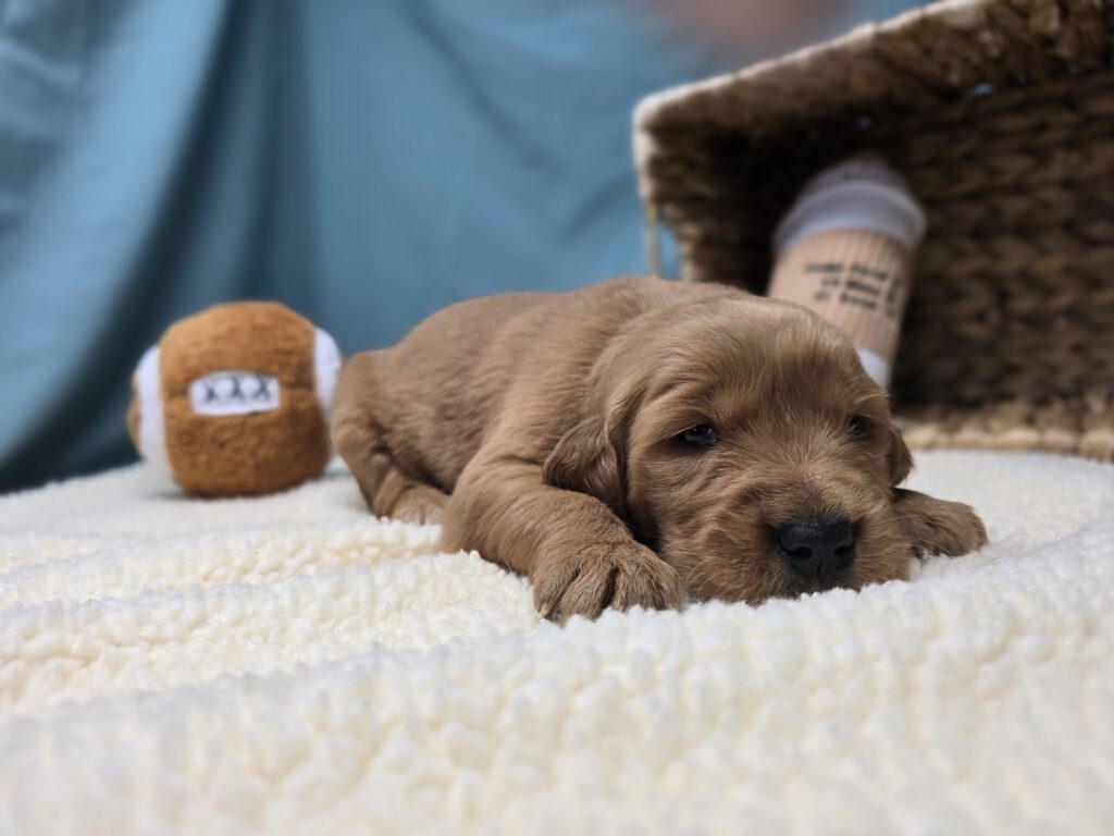 Lyla - Golden Retriever - Image 3