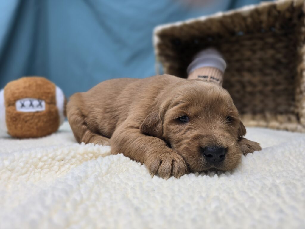 [#251076-06]  - Golden F Golden Retriever Puppies For Sale