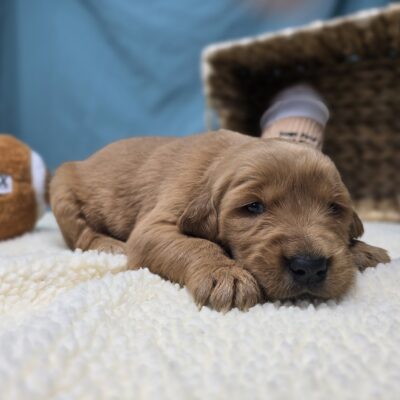 Golden Retriever - 1212 - Lyla