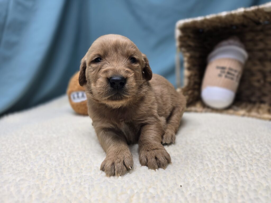 Stella - Golden Retriever - Image 2