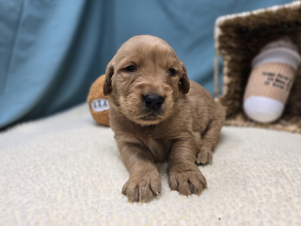 [#251076-08]  - Golden F Golden Retriever Puppies For Sale