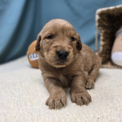 Golden Retriever - 1214 - Stella