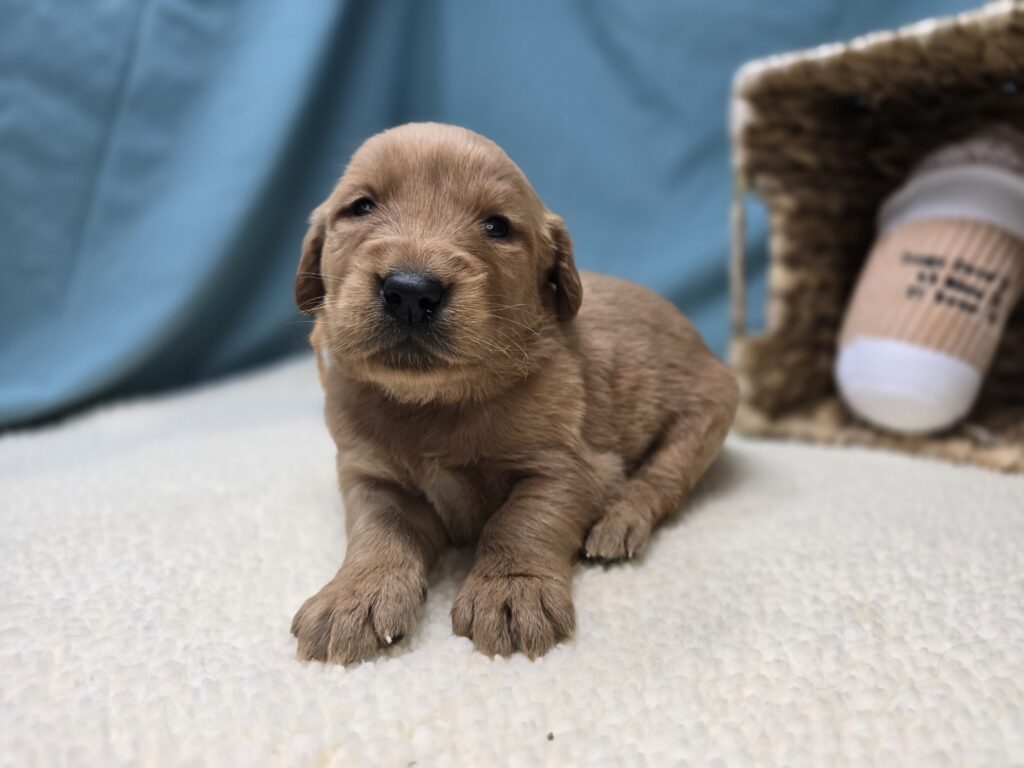 Stella - Golden Retriever - Image 6