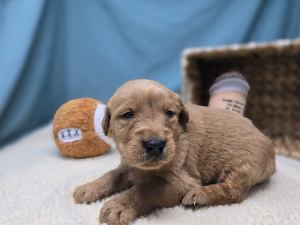 Stella - Golden Retriever - Image 5