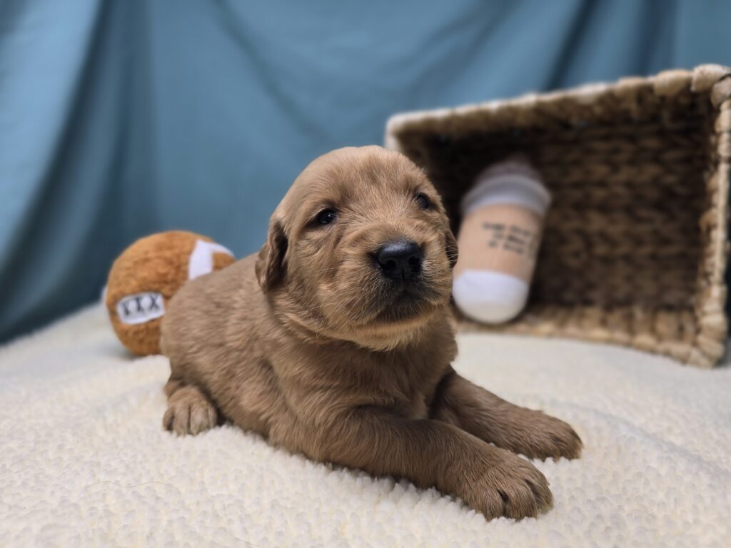 Stella - Golden Retriever - Image 3